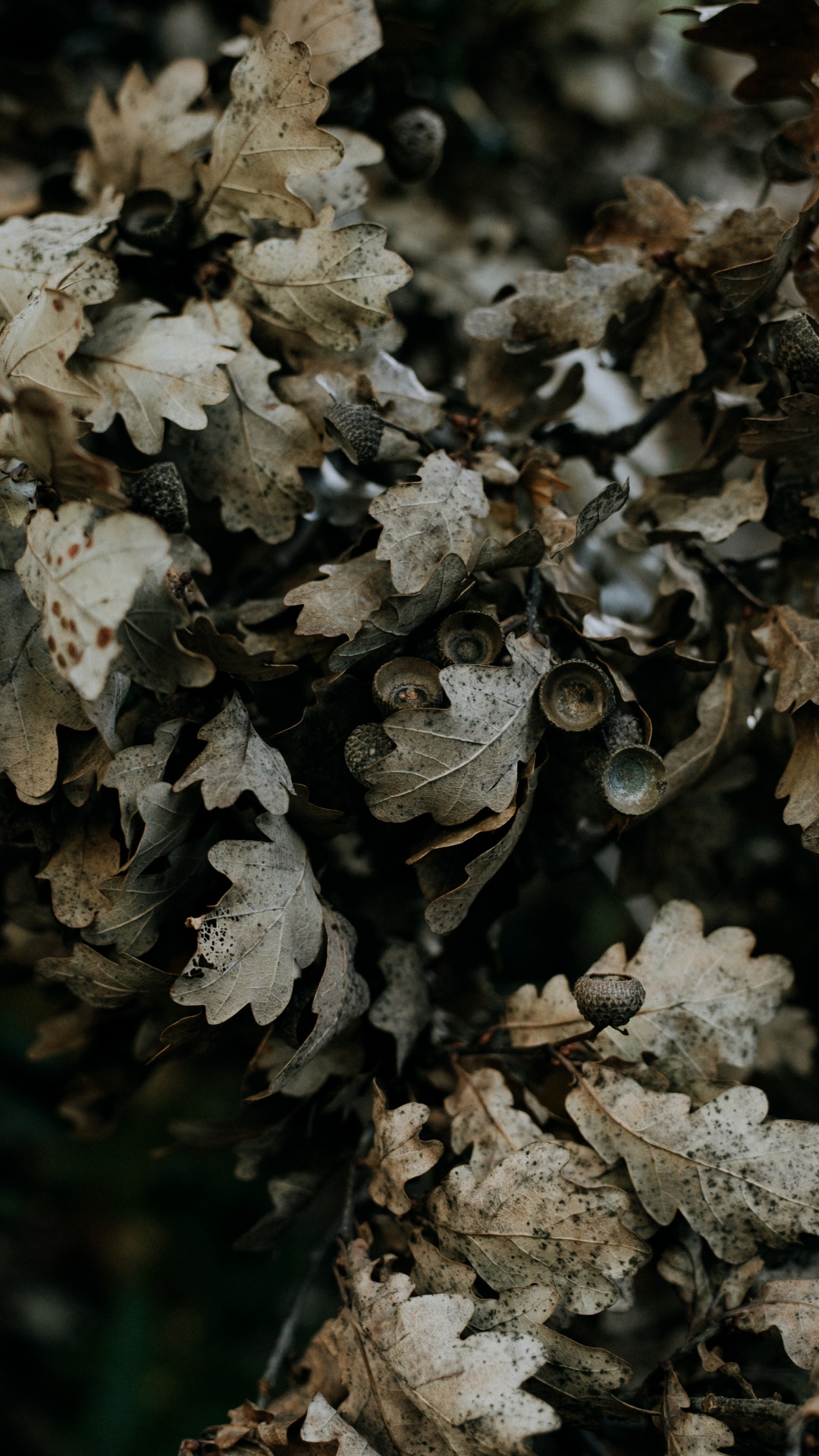 Обои дерево, полукустарник, желудь, гриб, лист в разрешении 1080x1920