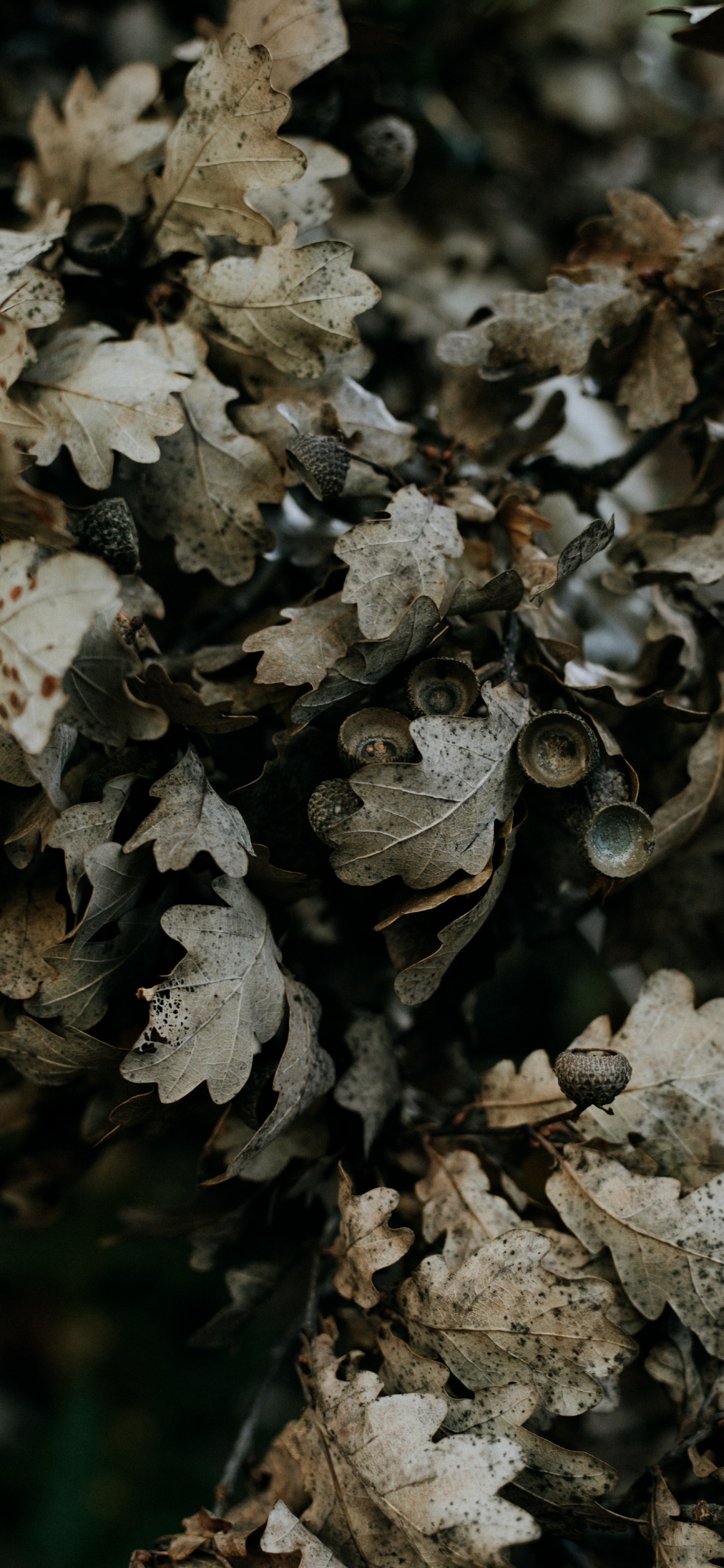 Обои дерево, полукустарник, желудь, гриб, лист в разрешении 1125x2436