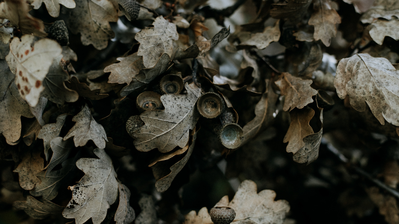 Обои дерево, полукустарник, желудь, гриб, лист в разрешении 1366x768