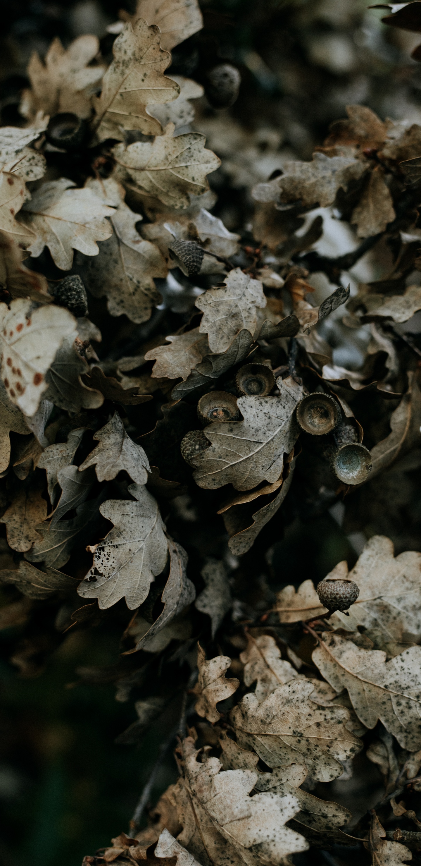 Обои дерево, полукустарник, желудь, гриб, лист в разрешении 1440x2960