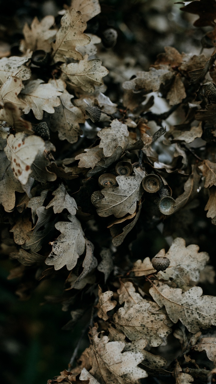 Обои дерево, полукустарник, желудь, гриб, лист в разрешении 720x1280