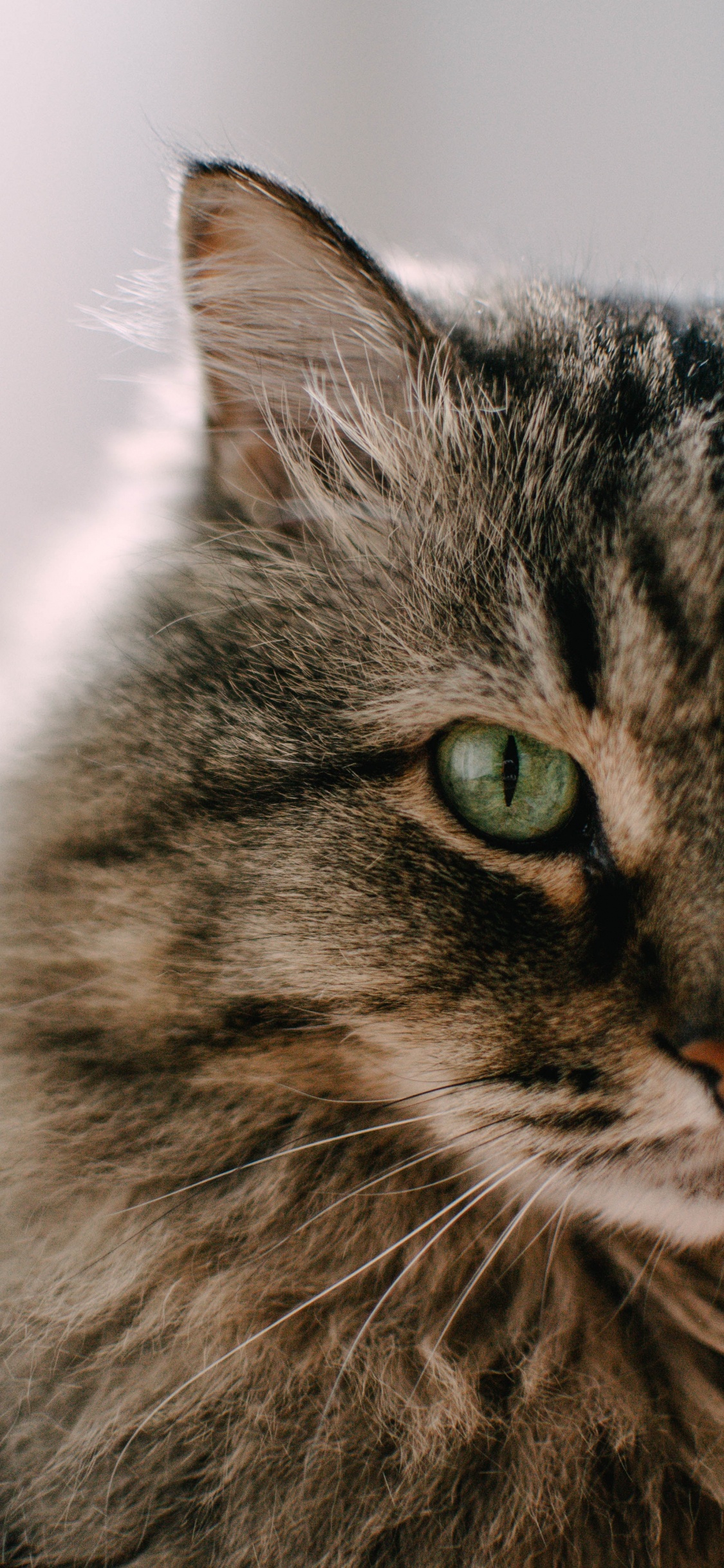 Обои полосатый кот, котенок, мэнкс, кот, бакенбарды в разрешении 1125x2436