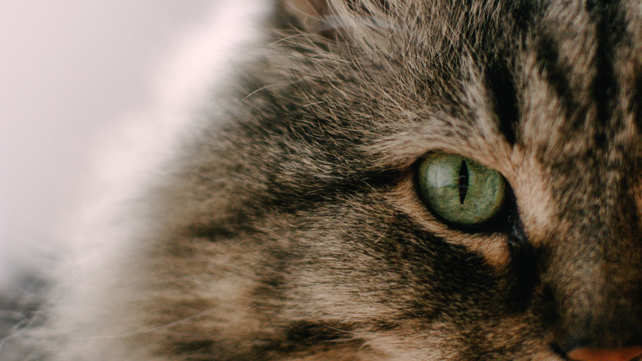 Обои полосатый кот, котенок, мэнкс, кот, бакенбарды в разрешении 1280x720