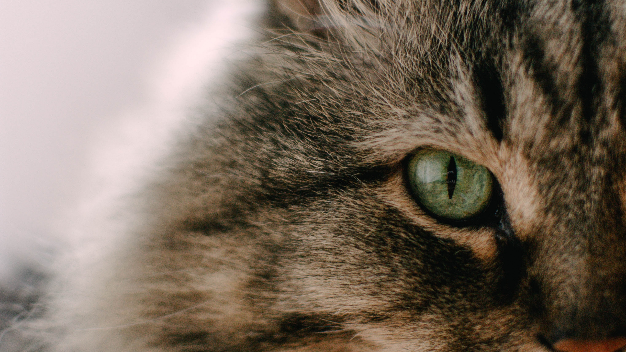 Обои полосатый кот, котенок, мэнкс, кот, бакенбарды в разрешении 2560x1440