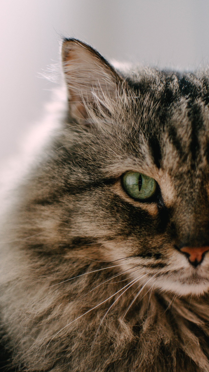 Обои полосатый кот, котенок, мэнкс, кот, бакенбарды в разрешении 720x1280