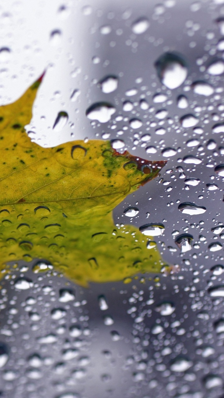 Обои вода, влага, падение, роса, капли в разрешении 720x1280