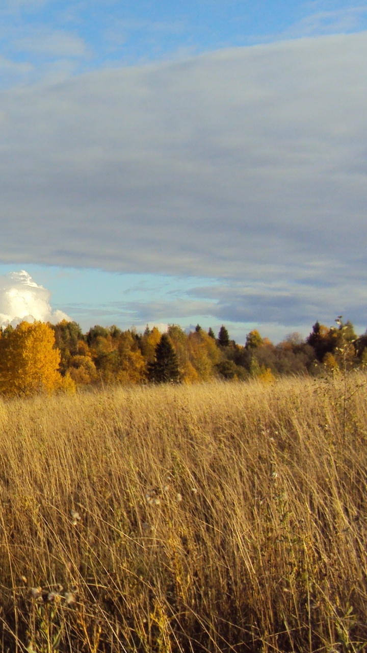 Обои луг, природа, дерево, прерия, облако в разрешении 720x1280