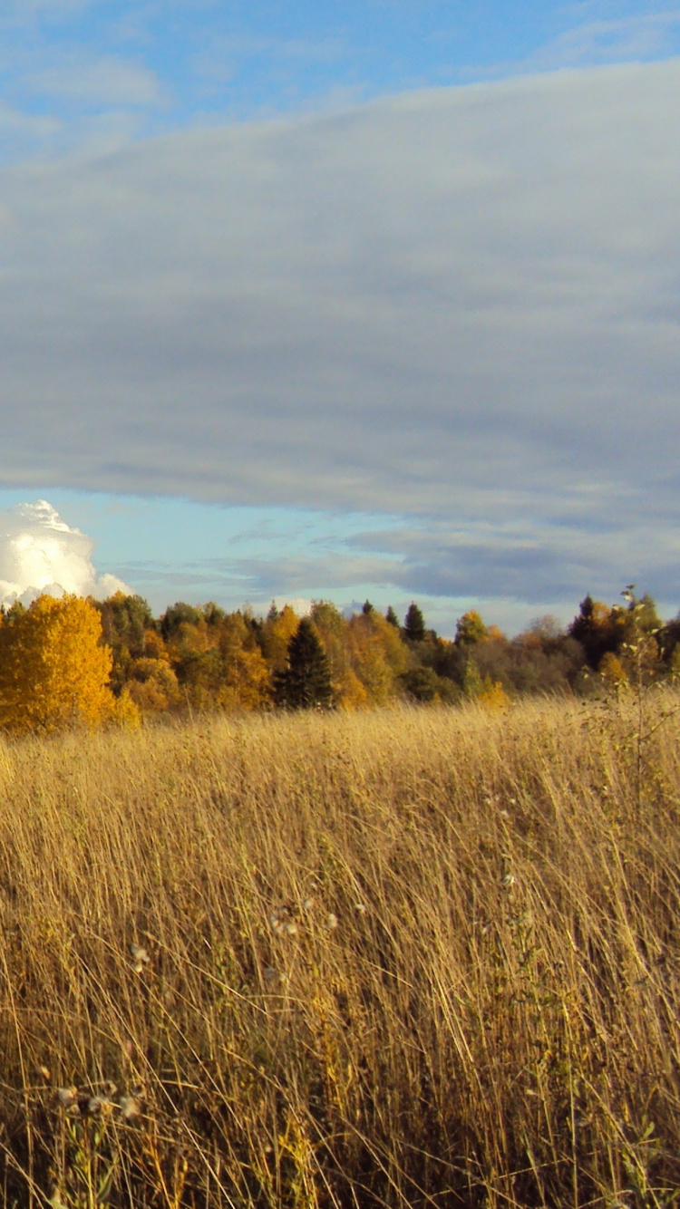 Обои луг, природа, дерево, прерия, облако в разрешении 750x1334