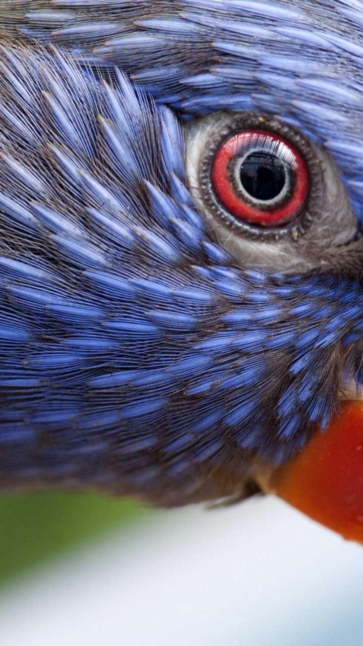Обои клюв, волнистый попугайчик, длиннохвостый попугай, Ара, попугай в разрешении 720x1280