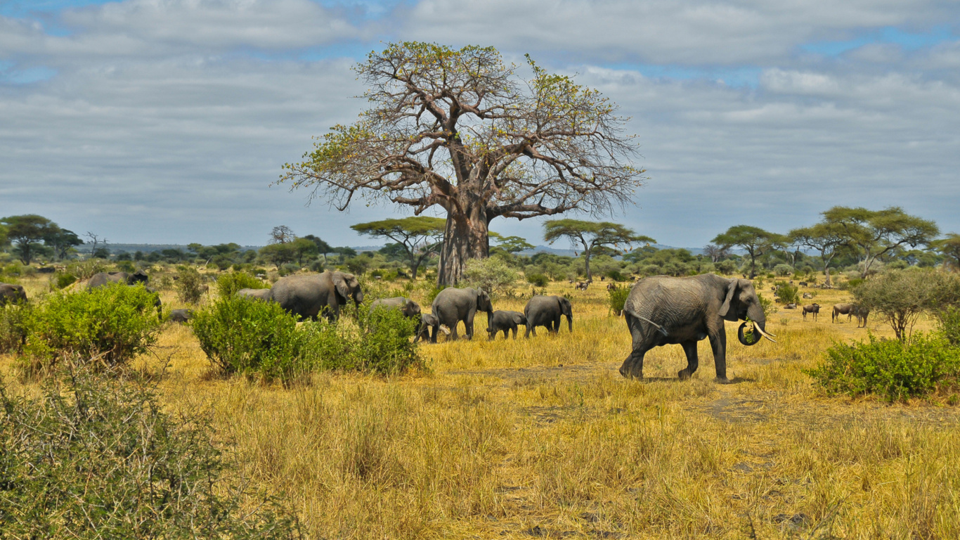 Обои Саванна, Слон, живая природа, наземные животные, слоны и мамонты в разрешении 1366x768
