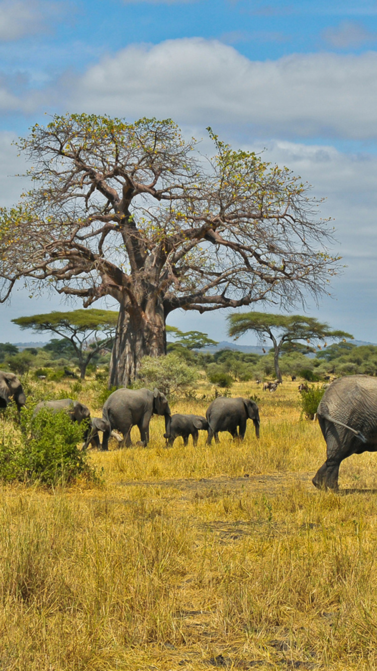 Обои Саванна, Слон, живая природа, наземные животные, слоны и мамонты в разрешении 750x1334