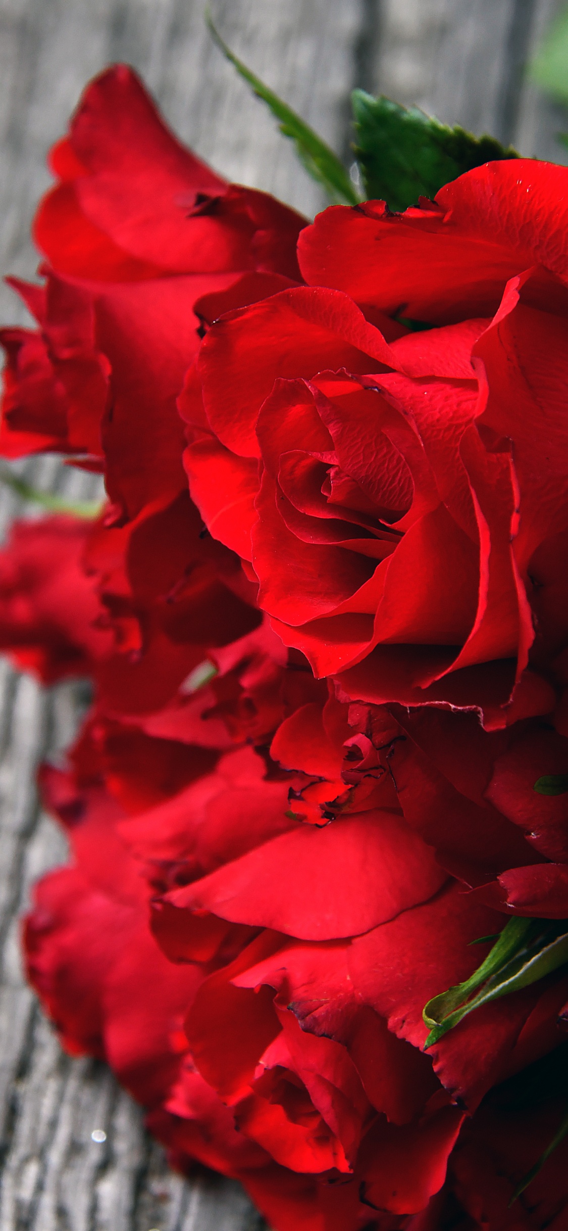 Обои сад роз, цветок, Роза, красный цвет, цветковое растение в разрешении 1125x2436