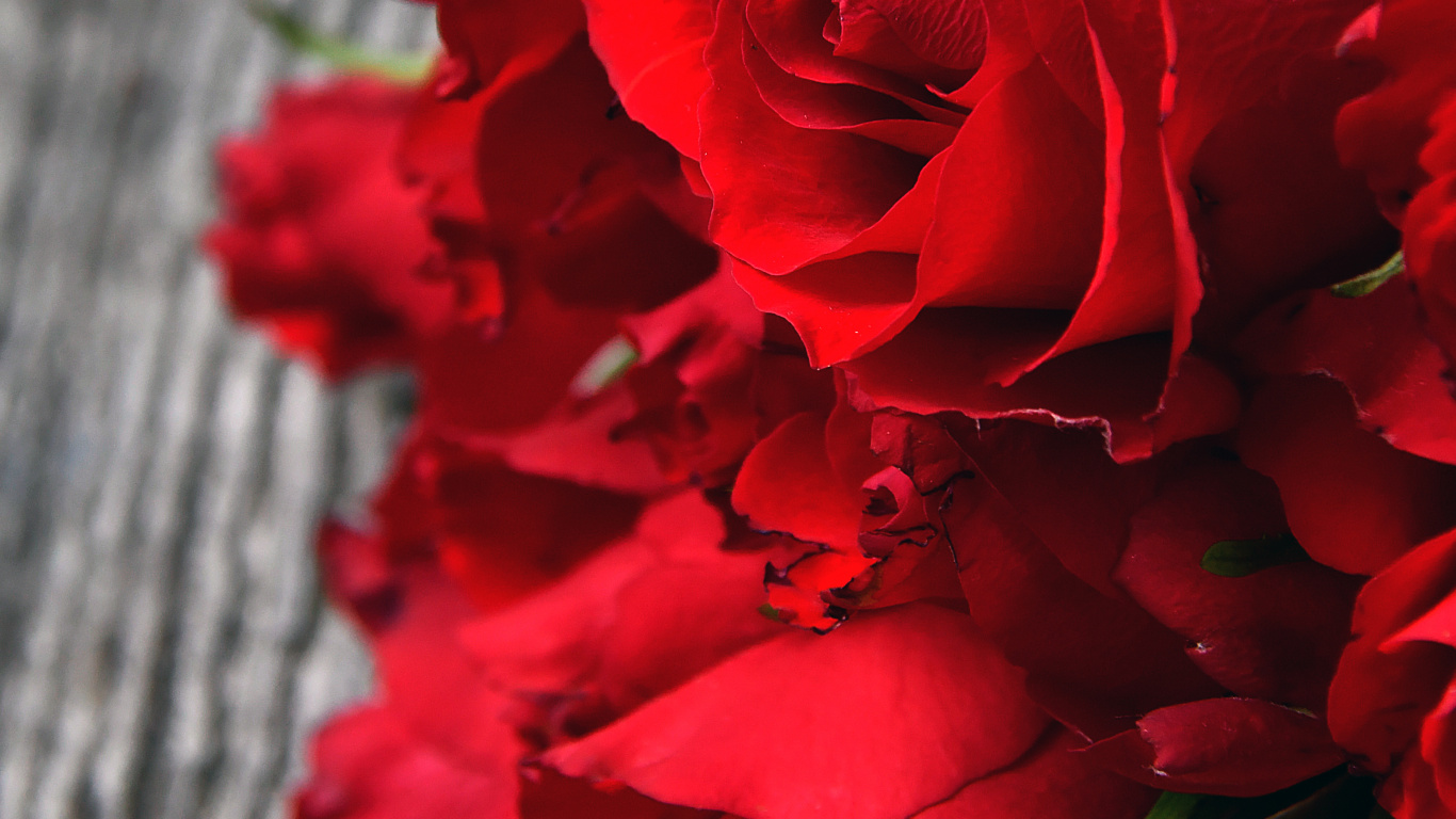 Обои сад роз, цветок, Роза, красный цвет, цветковое растение в разрешении 1366x768