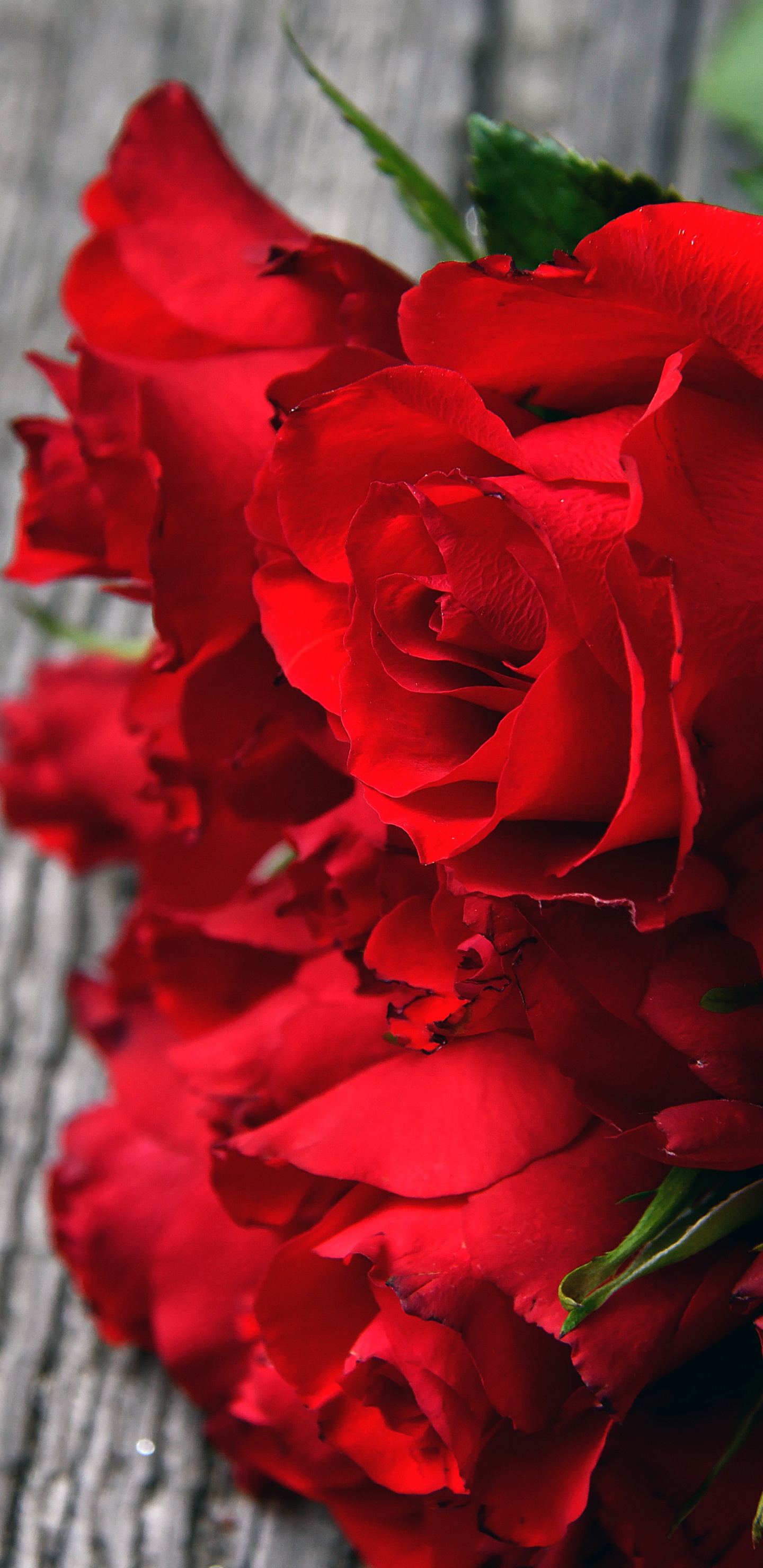 Обои сад роз, цветок, Роза, красный цвет, цветковое растение в разрешении 1440x2960