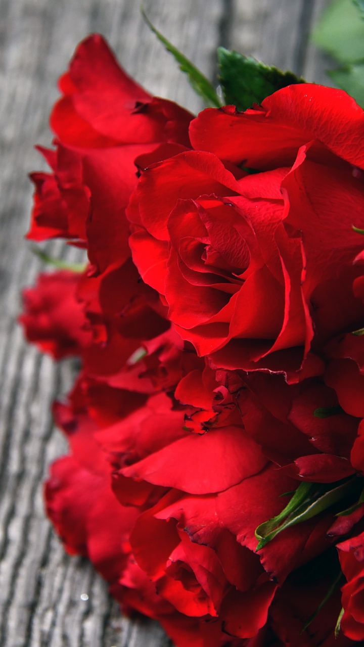 Обои сад роз, цветок, Роза, красный цвет, цветковое растение в разрешении 720x1280