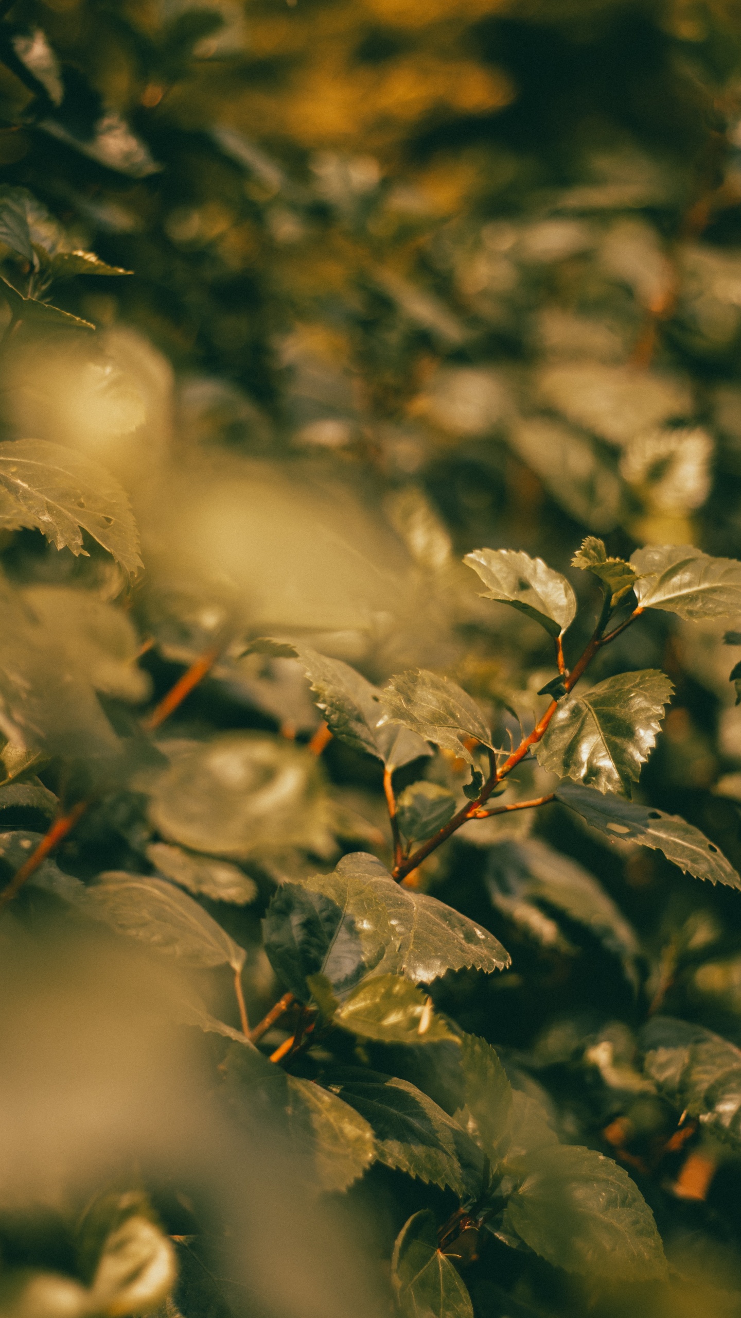 Обои лист, прут, ветвь, растение, солнечный свет в разрешении 1440x2560