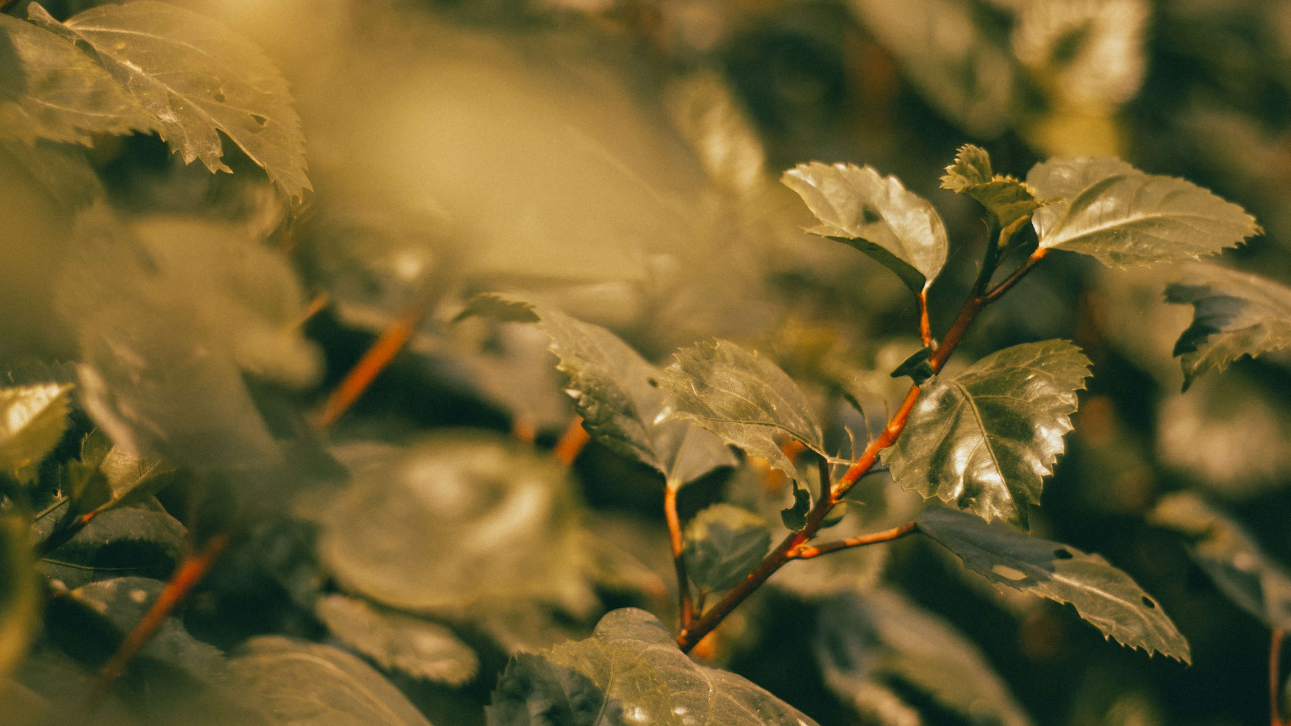 Обои лист, прут, ветвь, растение, солнечный свет в разрешении 2560x1440