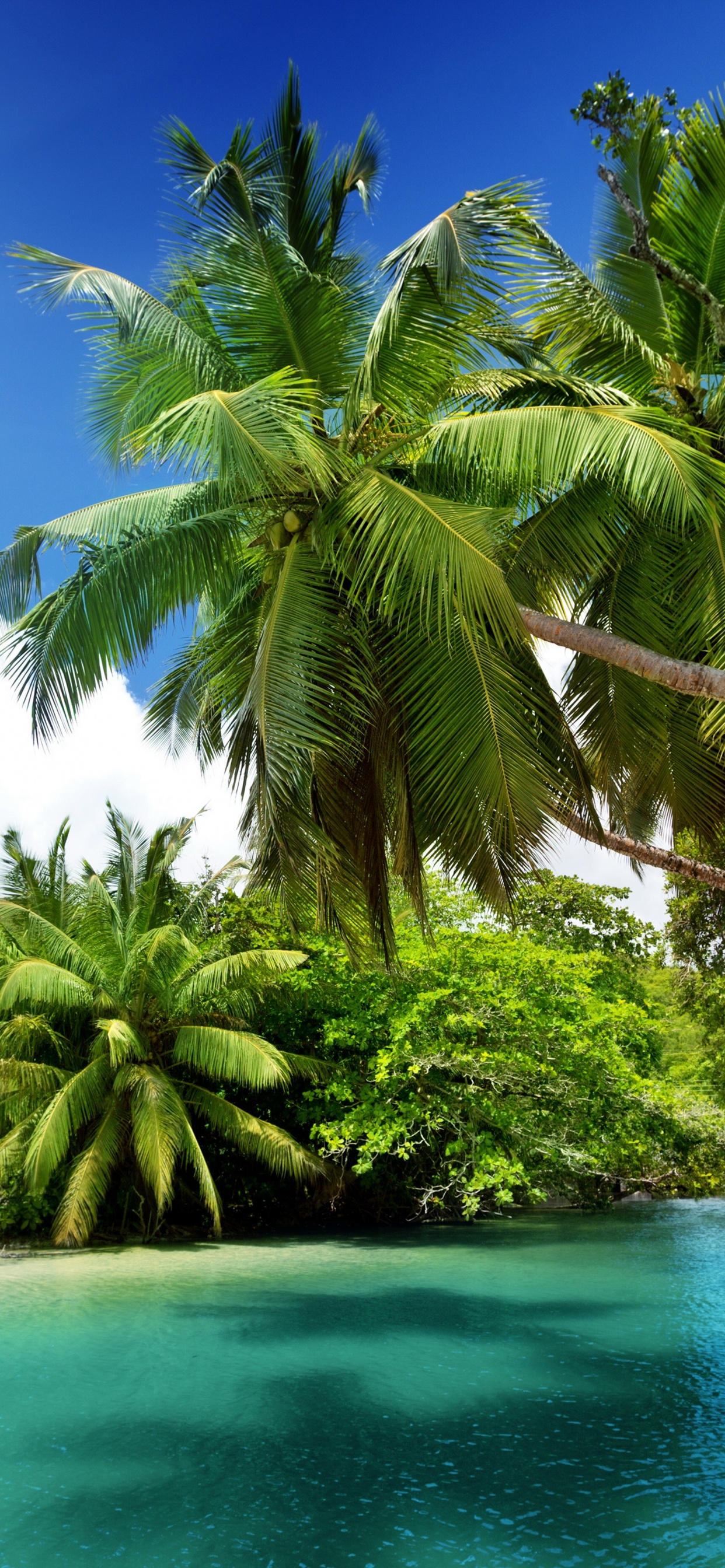 Обои природный ландшафт, природа, тропическая зона, растительность, дерево в разрешении 1242x2688