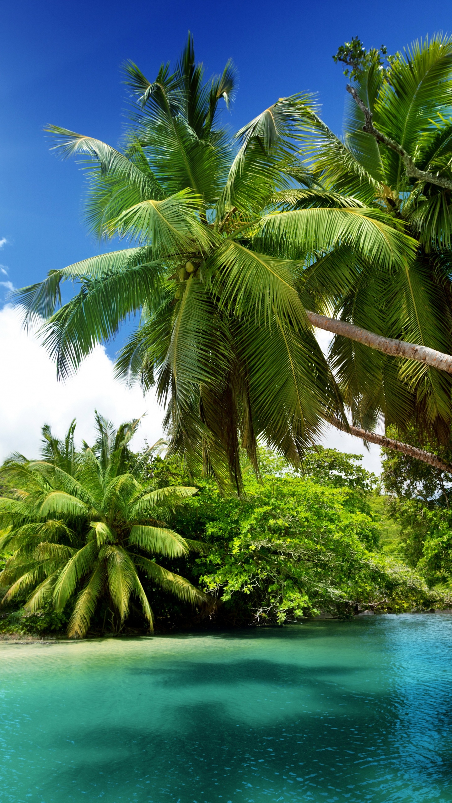 Обои природный ландшафт, природа, тропическая зона, растительность, дерево в разрешении 1440x2560