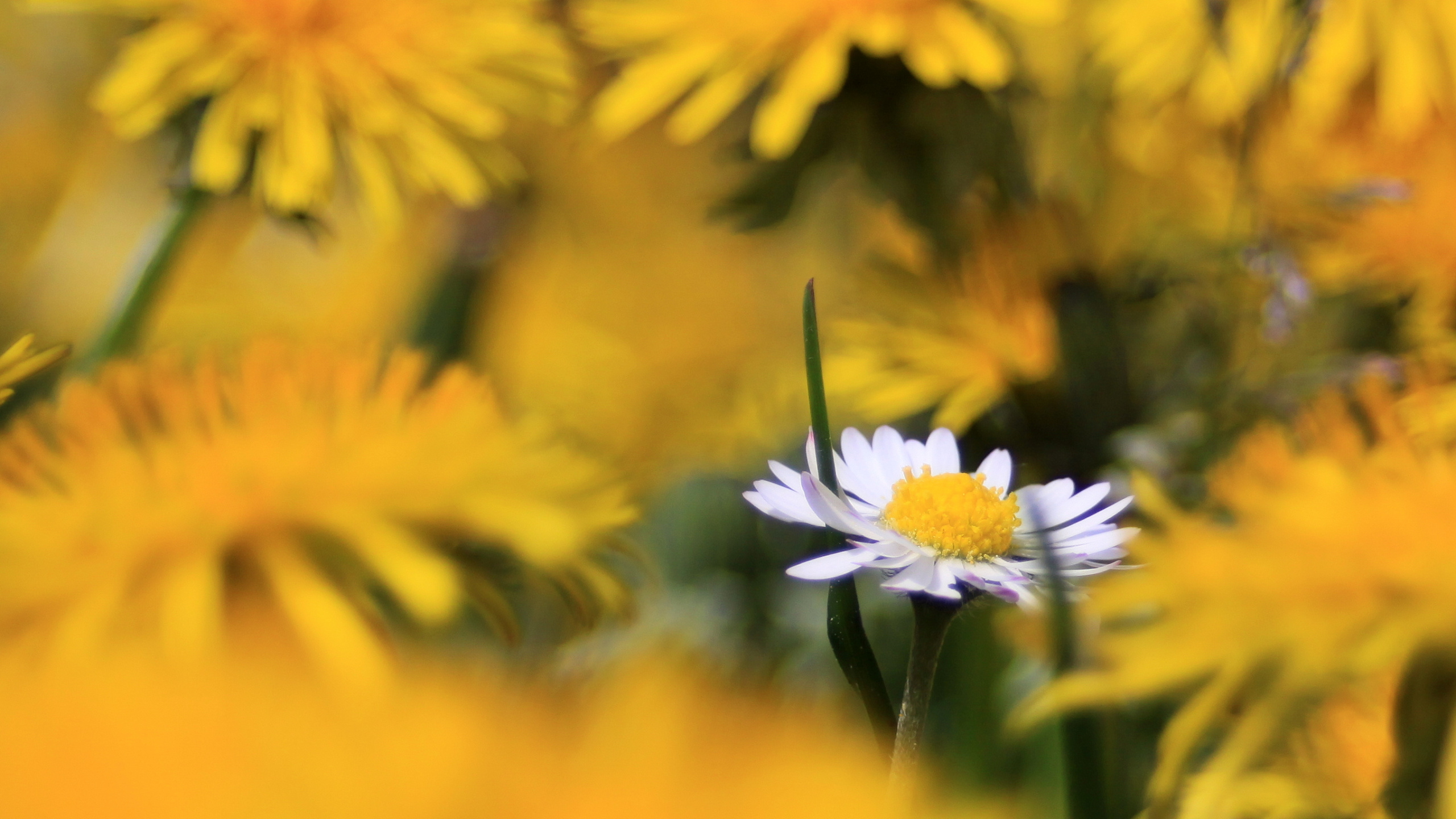Обои цветок, желтый, Маргаритка, растение, лепесток в разрешении 2560x1440