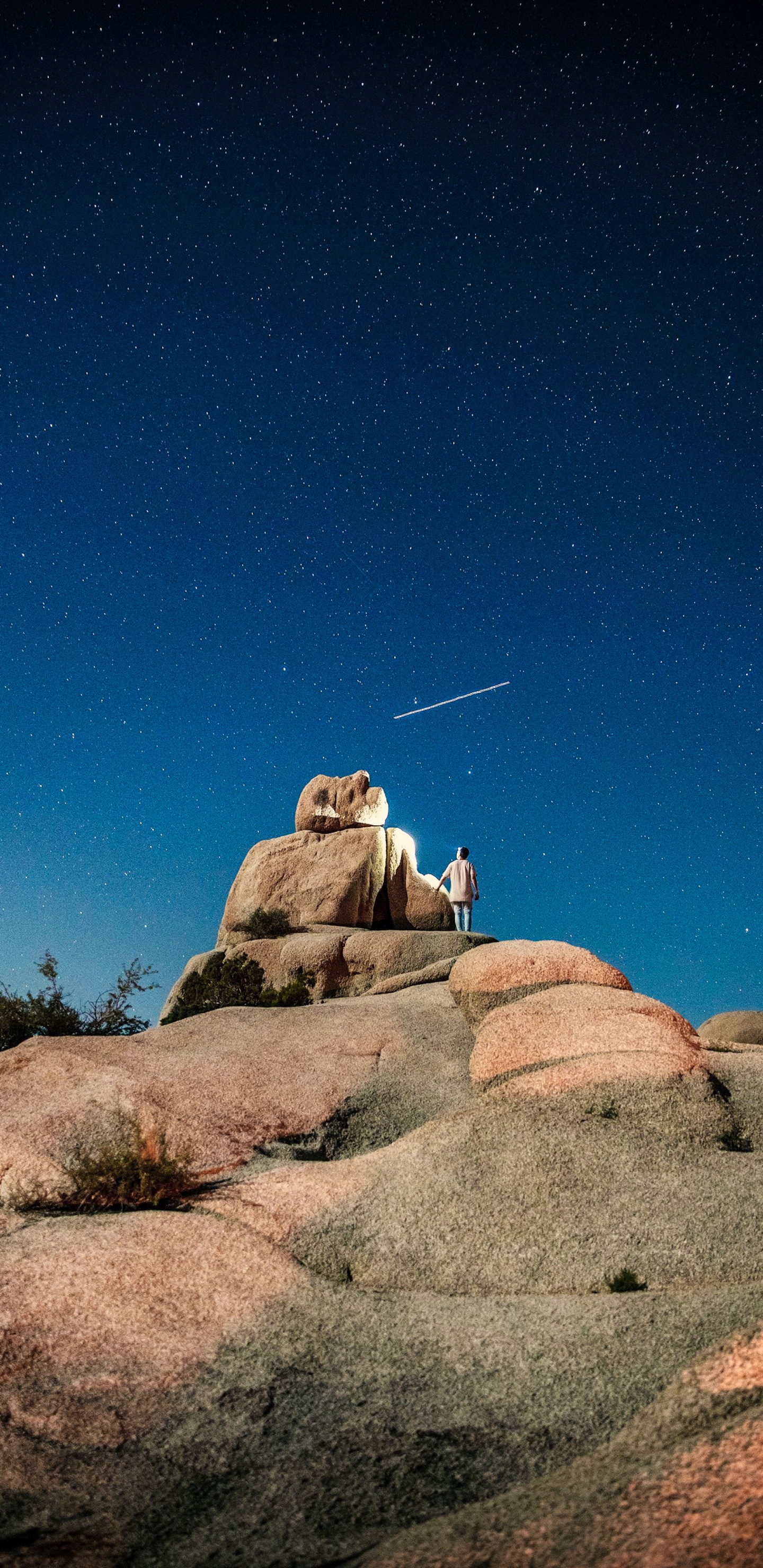 Обои дерево Джошуа национальный парк, национальный парк, парк, яблоко, экорегион в разрешении 1440x2960