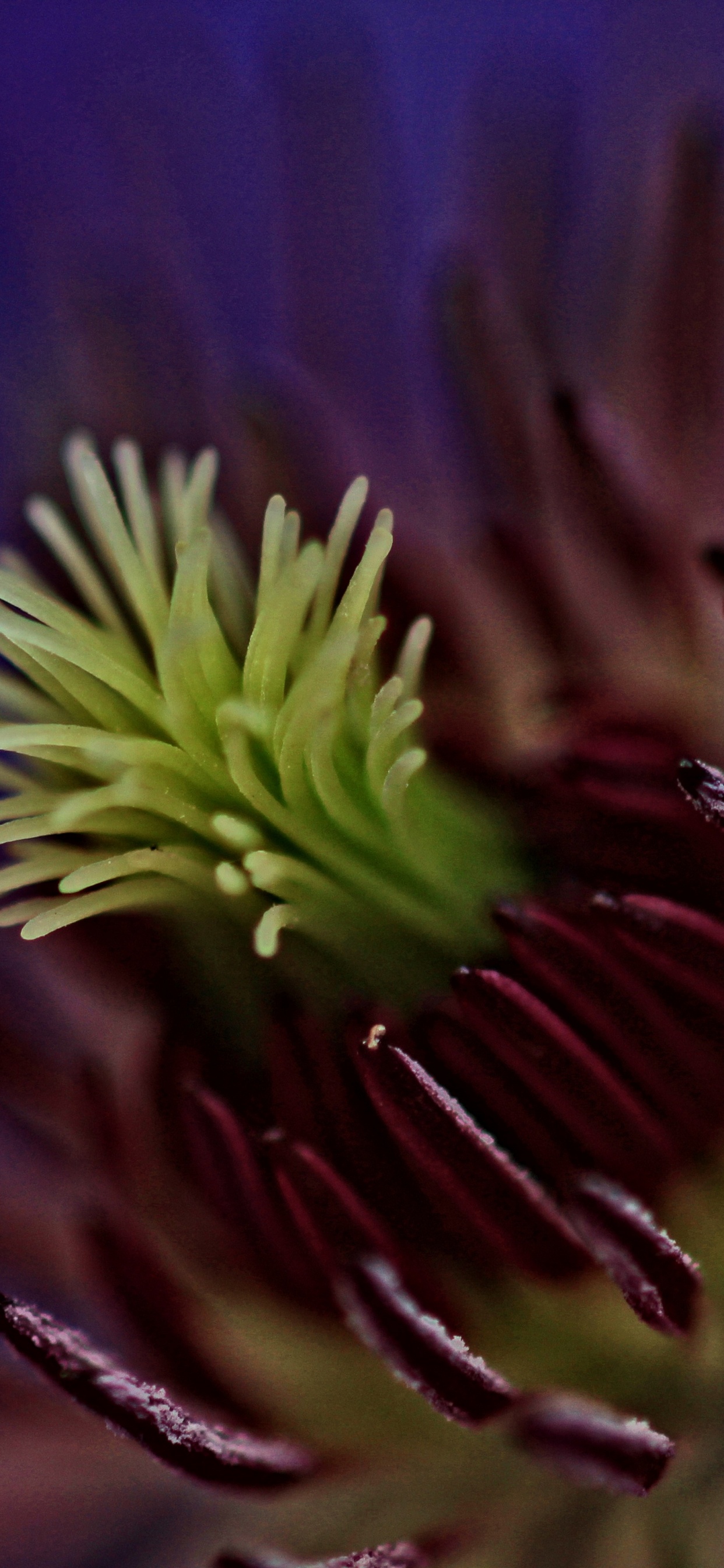 Обои цветок, цветковое растение, природа, растение, лепесток в разрешении 1242x2688