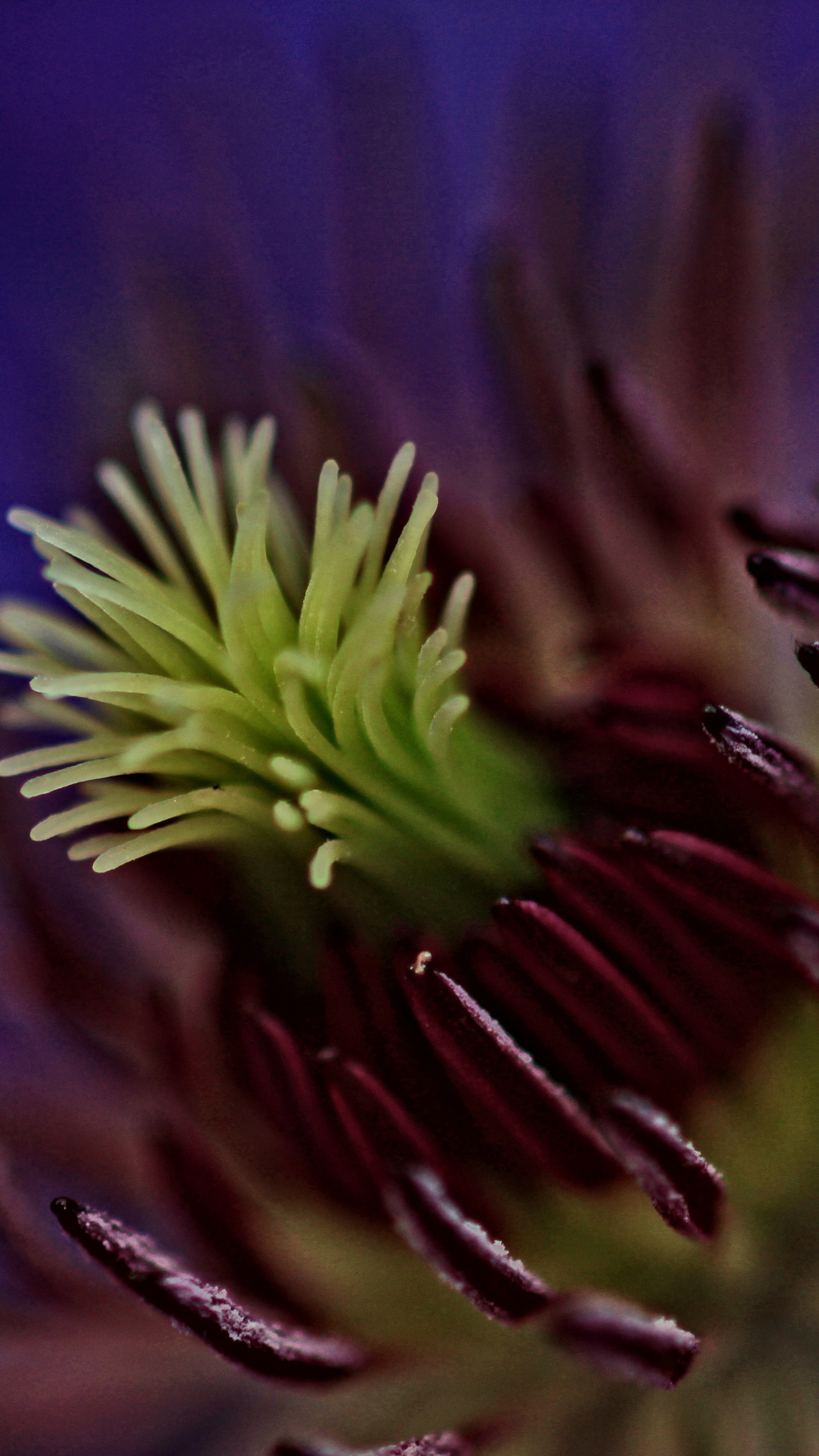 Обои цветок, цветковое растение, природа, растение, лепесток в разрешении 1440x2560