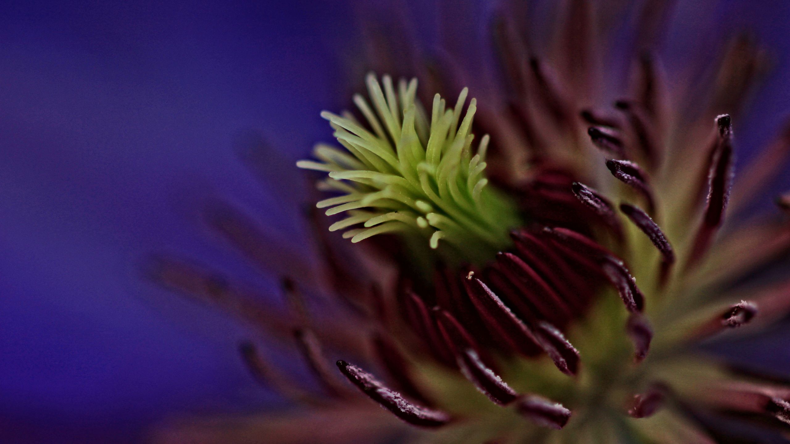 Обои цветок, цветковое растение, природа, растение, лепесток в разрешении 2560x1440