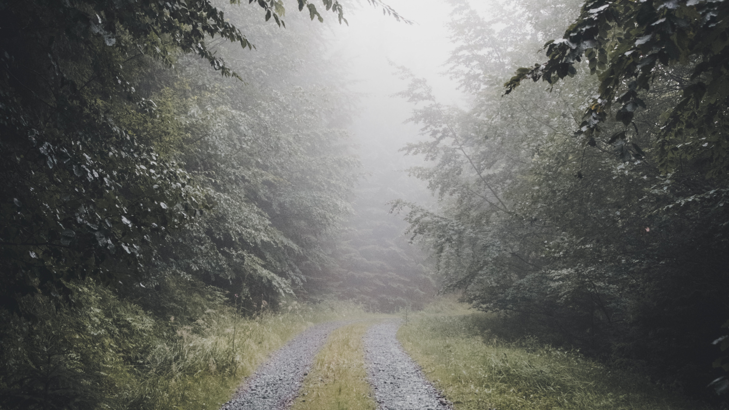 Обои дымка, природа, окружающая среда, природный ландшафт, солнечный свет в разрешении 2560x1440