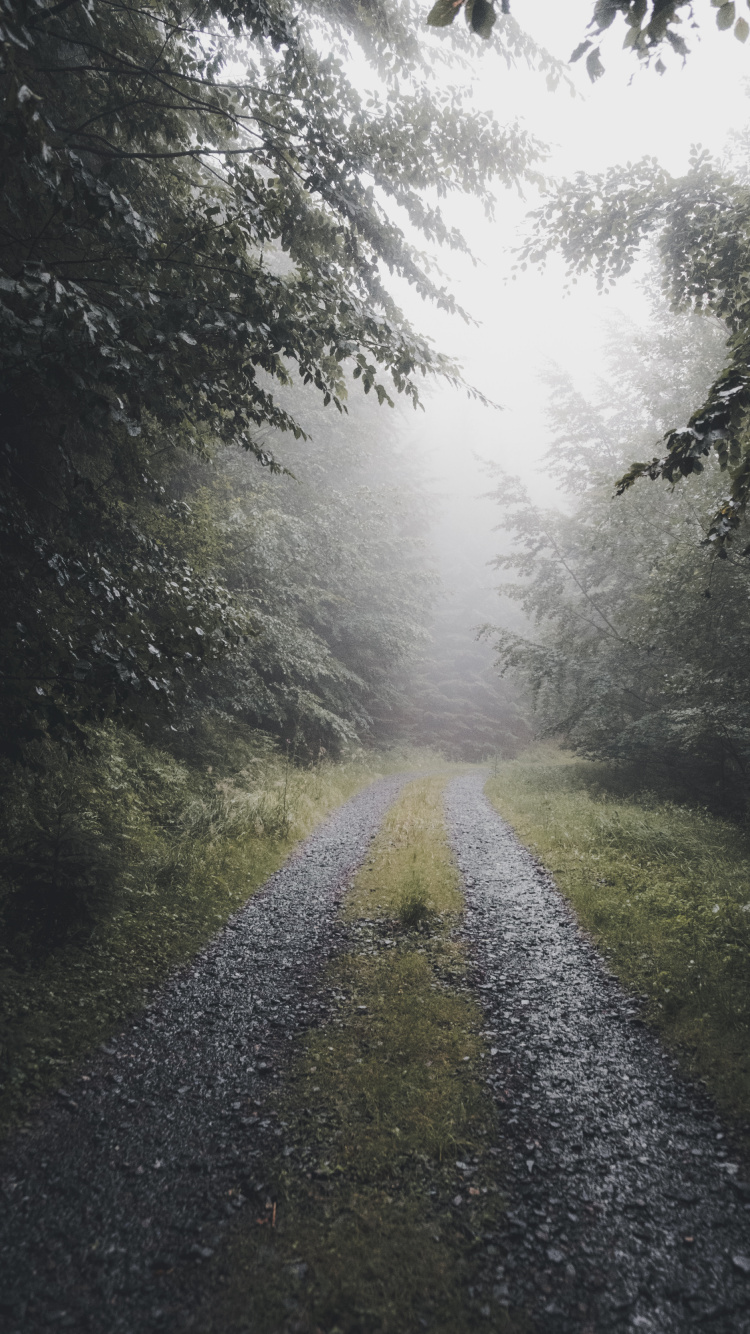 Обои дымка, природа, окружающая среда, природный ландшафт, солнечный свет в разрешении 750x1334