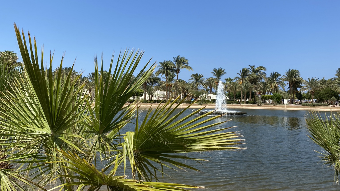 Обои растительность, вода, финиковая пальма, растительное сообщество, пейзаж в разрешении 1366x768