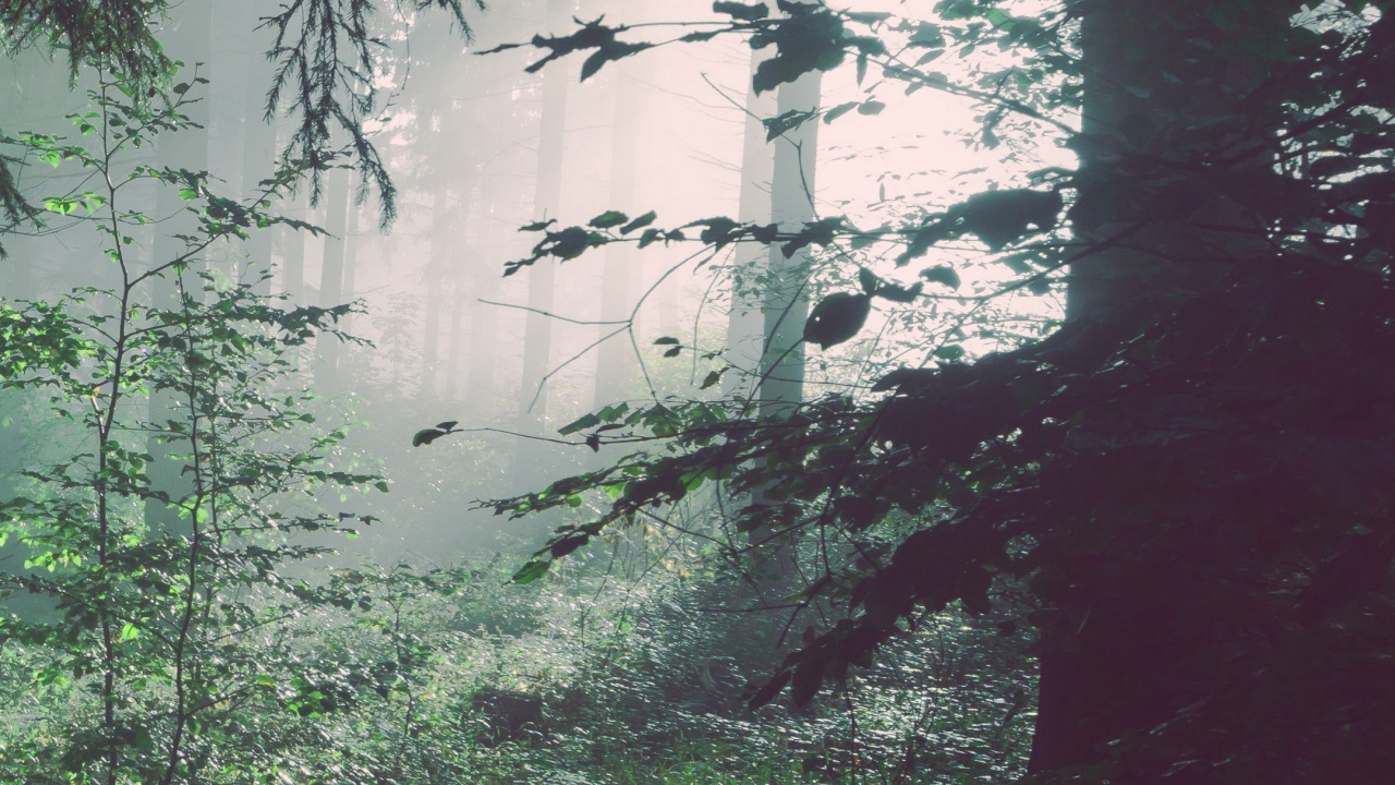 Обои лес, дерево, вода, сосна, древесина в разрешении 1280x720