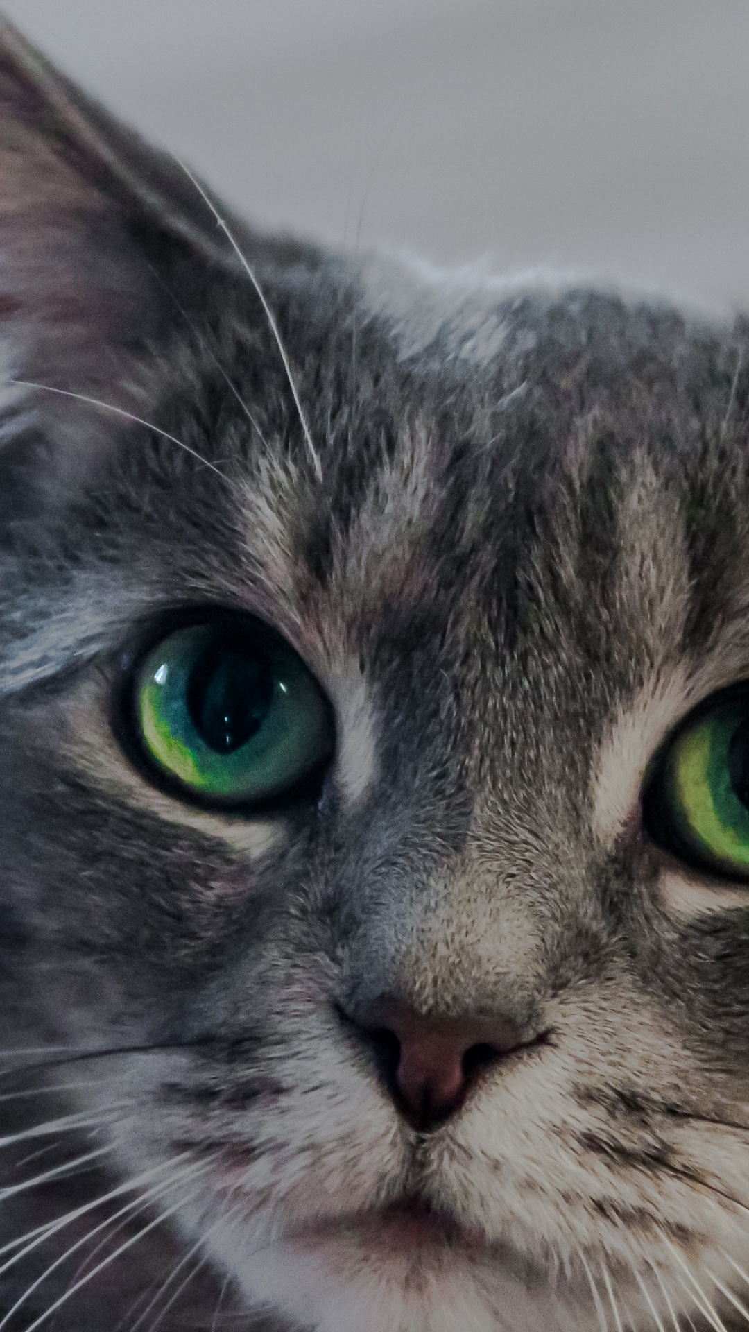 Обои морда, кошки малого и среднего размера, малые и средние кошки, американская жесткошерстная кошка, фауна в разрешении 1080x1920