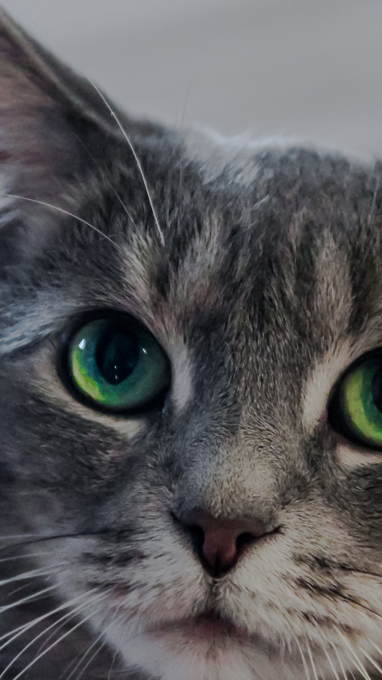 Обои морда, кошки малого и среднего размера, малые и средние кошки, американская жесткошерстная кошка, фауна в разрешении 750x1334