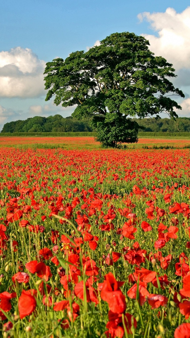 Обои поле, цветок, растение, луг, цветковое растение в разрешении 720x1280