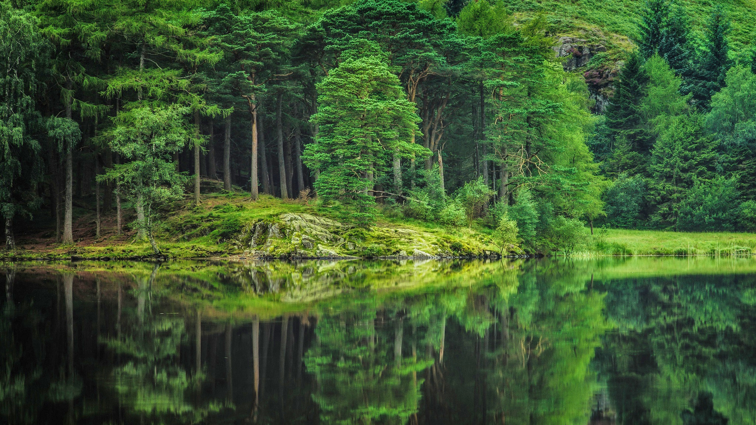 Обои дерево, пейзаж, лес, природа, отражение в разрешении 2560x1440