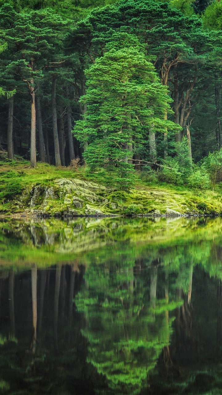 Обои дерево, пейзаж, лес, природа, отражение в разрешении 720x1280