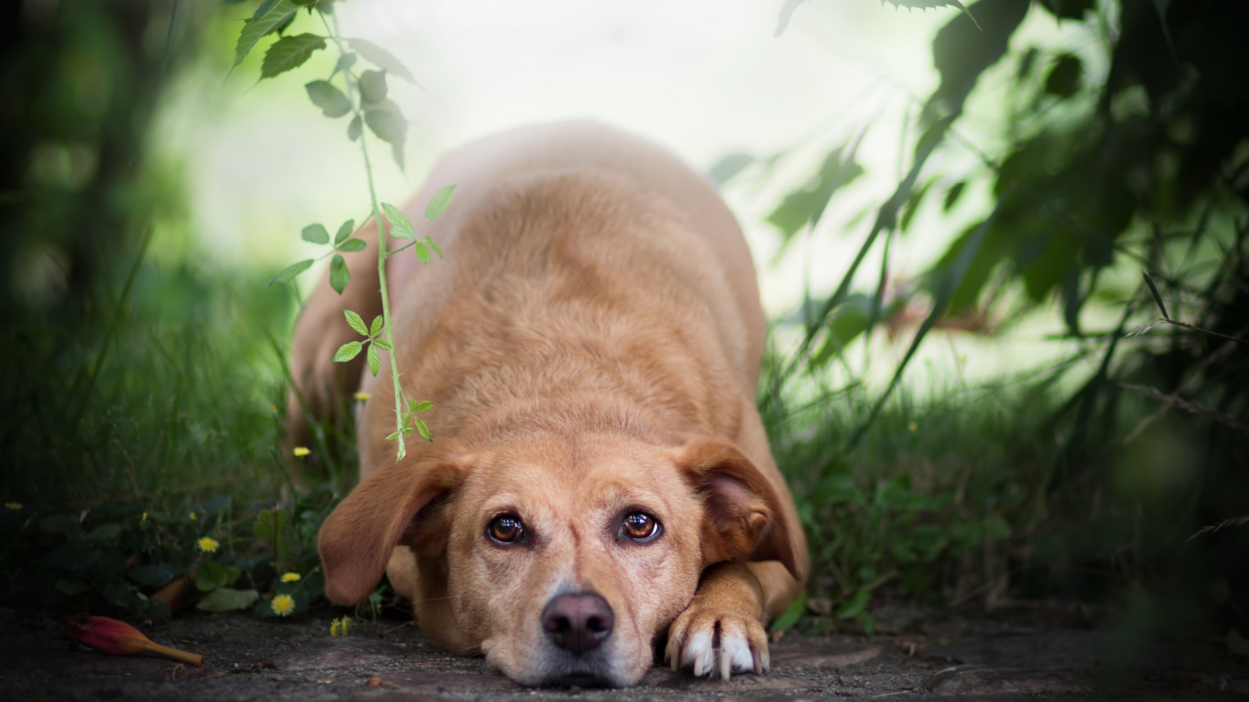 Обои пес, золотистый ретривер, собака породы, морда, собака компаньон в разрешении 2560x1440
