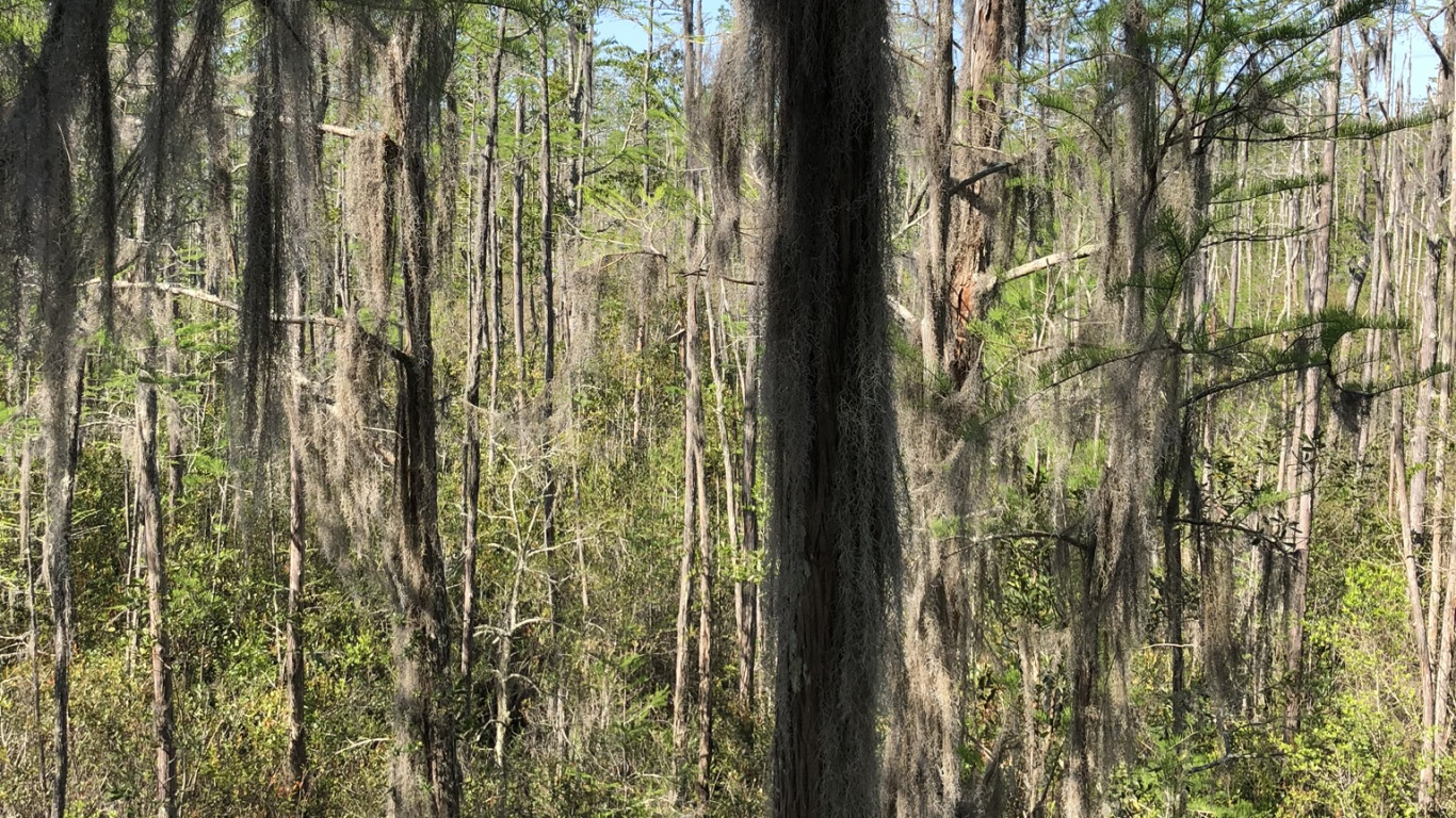 Обои природный заповедник, лес, водоем, листопадные, природа в разрешении 1366x768