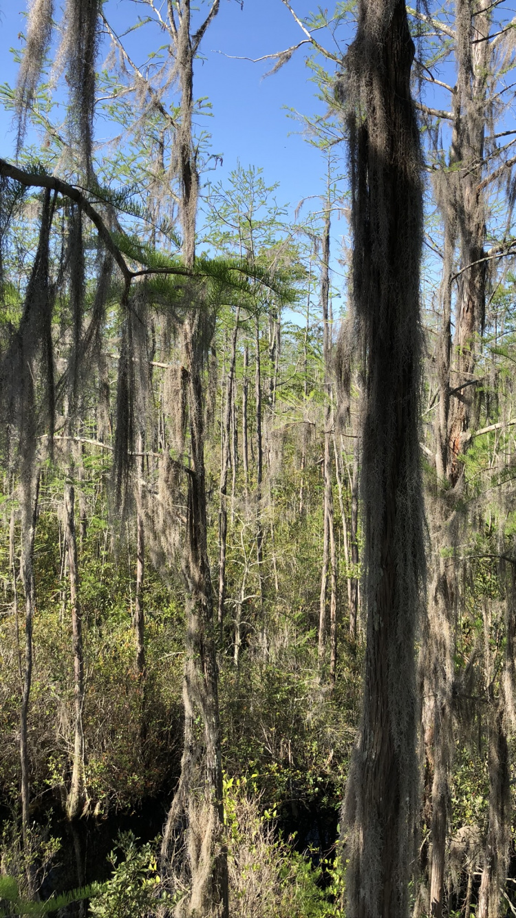 Обои природный заповедник, лес, водоем, листопадные, природа в разрешении 750x1334