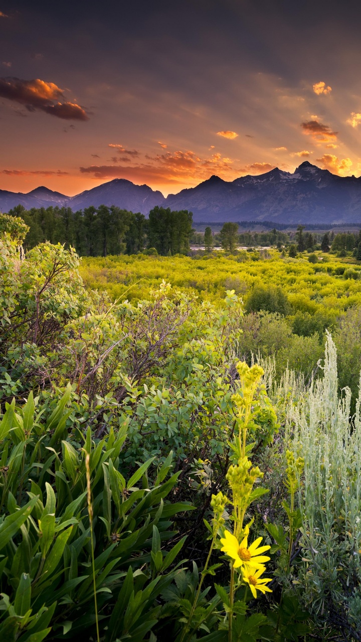 Обои национальный парк Гранд титон, природный ландшафт, природа, растительность, луг в разрешении 720x1280
