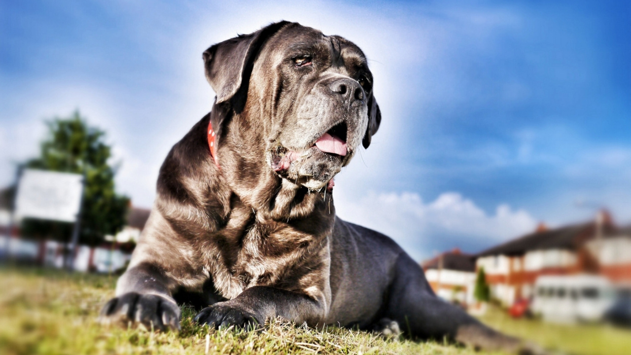 Обои кане корсо, щенок, собака породы, Сторожевая собака, пес в разрешении 1280x720