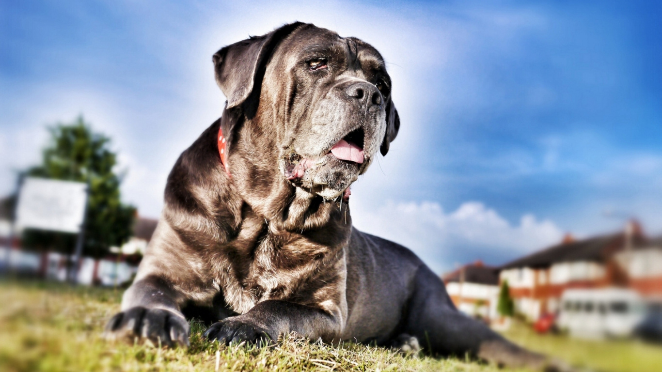 Обои кане корсо, щенок, собака породы, Сторожевая собака, пес в разрешении 1366x768