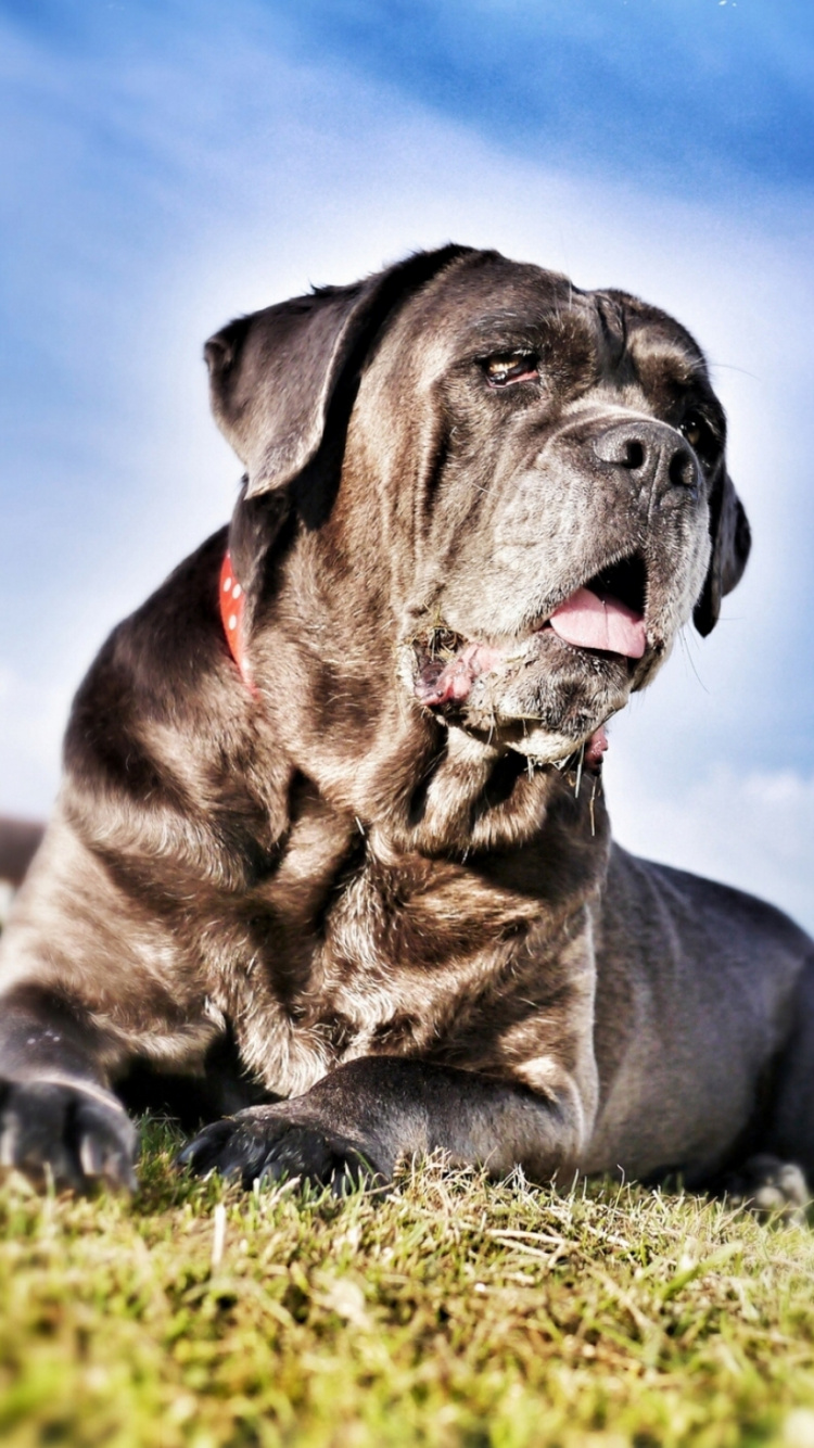 Обои кане корсо, щенок, собака породы, Сторожевая собака, пес в разрешении 750x1334