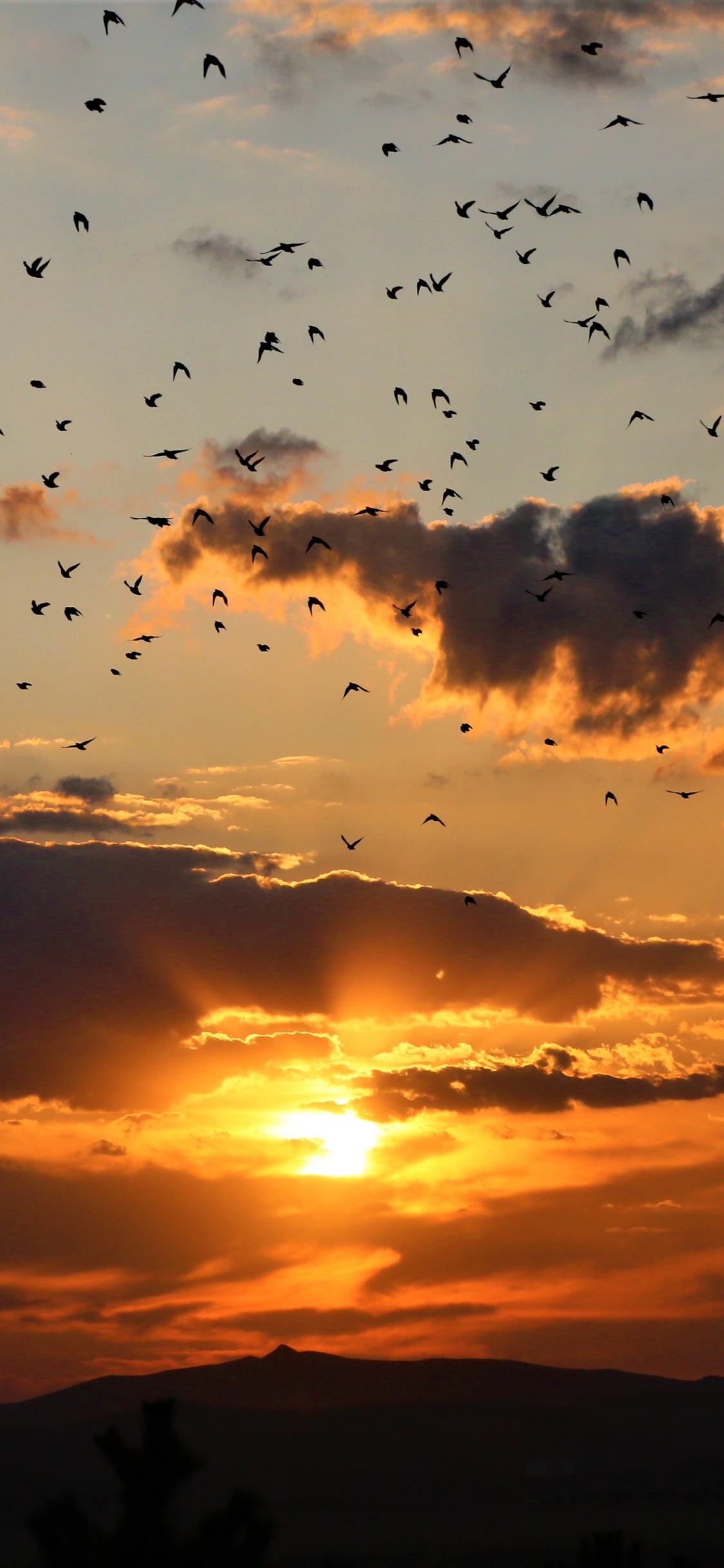 Обои закат, облако, восход солнца, послесвечение, горизонт в разрешении 1125x2436