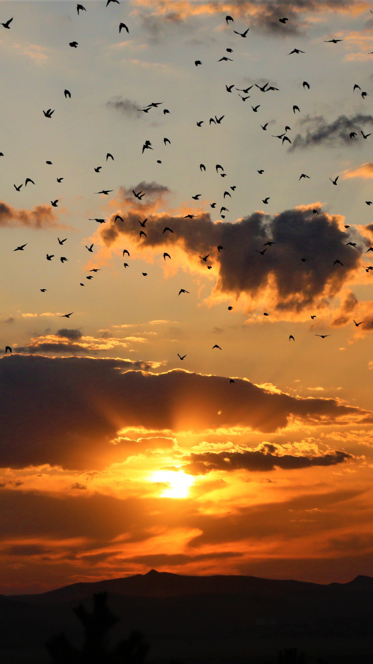 Обои закат, облако, восход солнца, послесвечение, горизонт в разрешении 750x1334