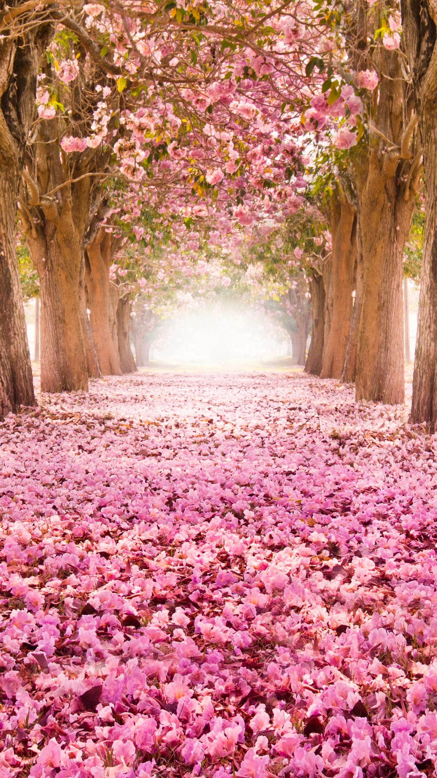 Обои цветение вишни, природа, расцвет, дерево, природный ландшафт в разрешении 1440x2560
