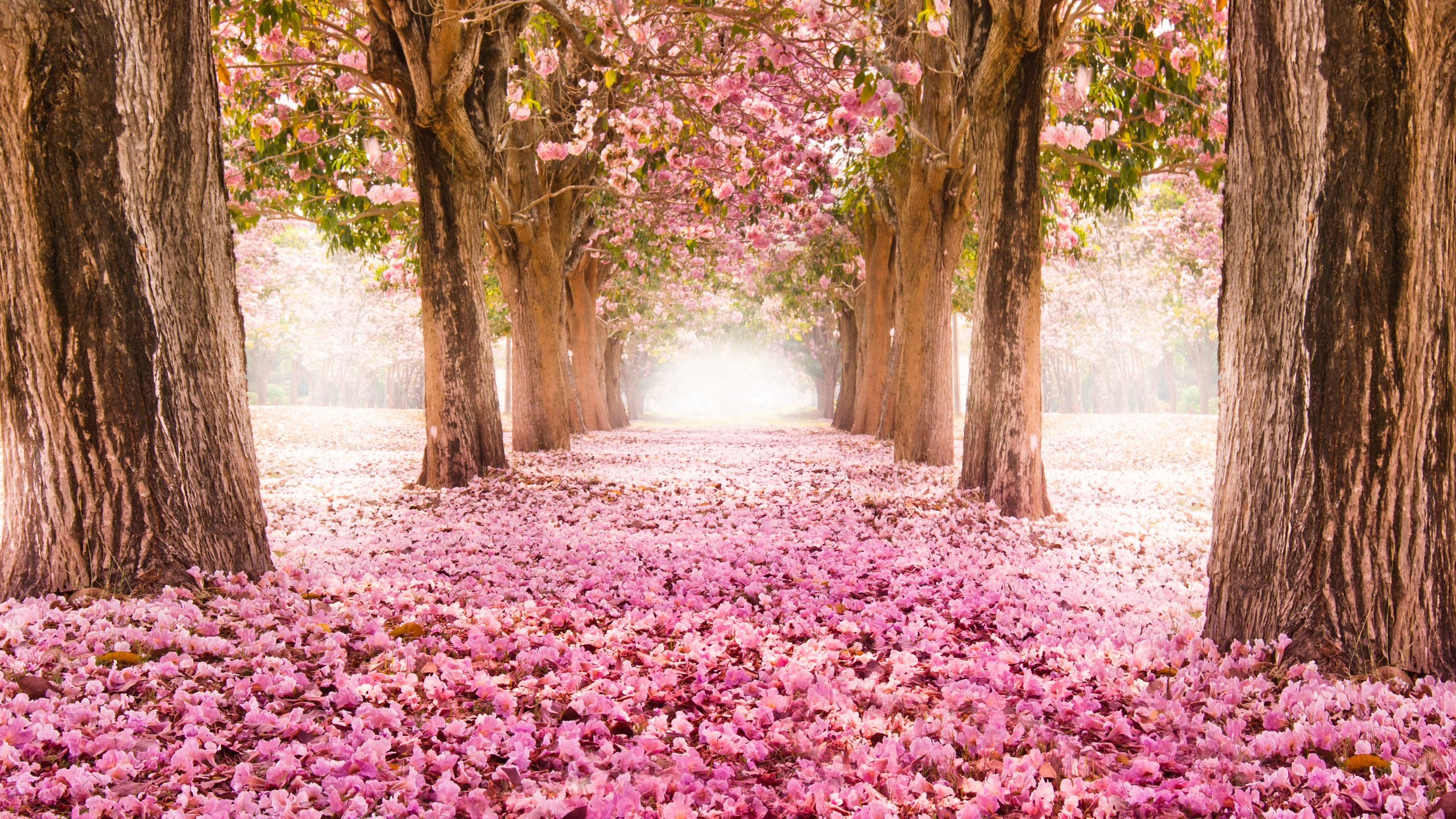 Обои цветение вишни, природа, расцвет, дерево, природный ландшафт в разрешении 2560x1440