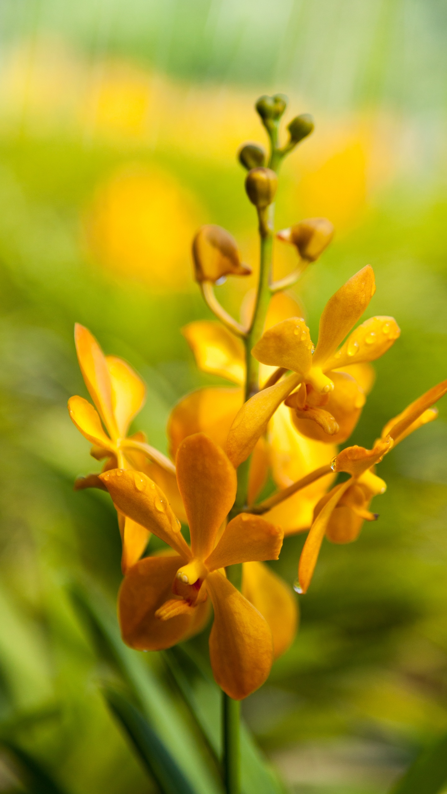 Обои рассада, цветок, цветковое растение, желтый, растение в разрешении 1440x2560