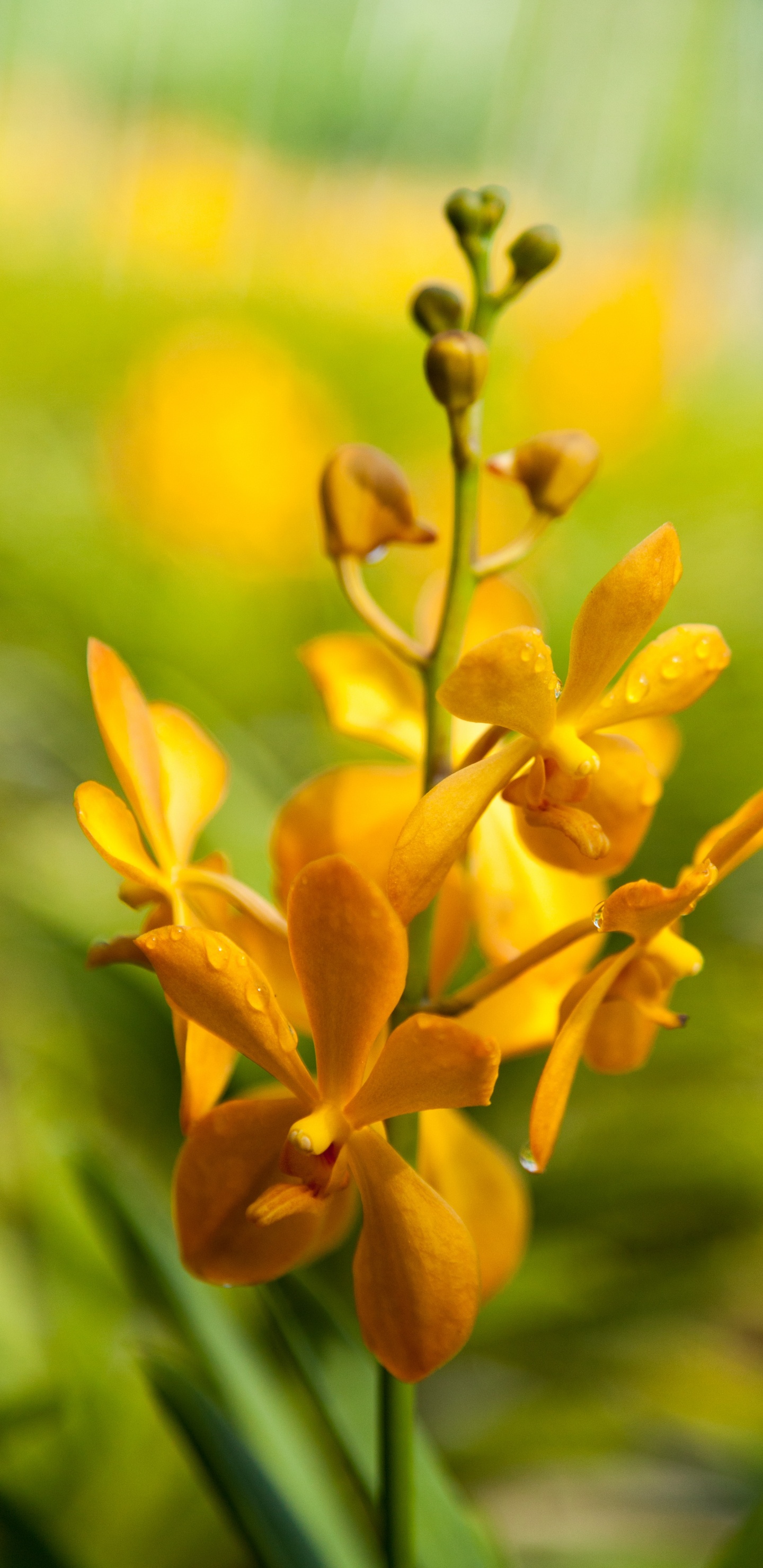 Обои рассада, цветок, цветковое растение, желтый, растение в разрешении 1440x2960